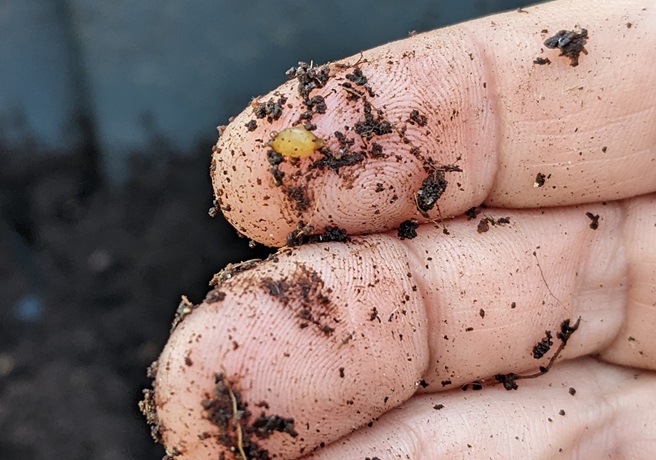 A tiny, honey colored, lemon shaped worm cocoon on the tip of a human finger