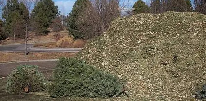 treemulch.jpg